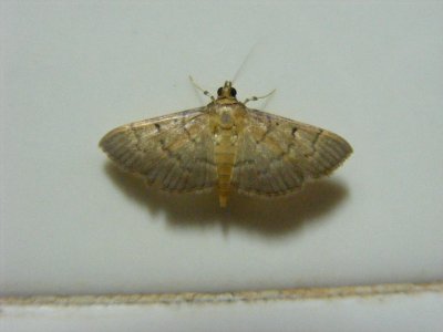 Herpetogramma (submarginalis ?), Crambidae, Spilomelinae