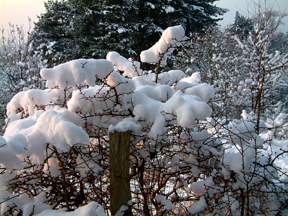 2010.01 - 'Photo of Dutch snow still-life outdoors', in the afternoon, in the dunes with winter sunlight; Nature photography in the dunes by Fons Heijnsbroek; the Netherlands