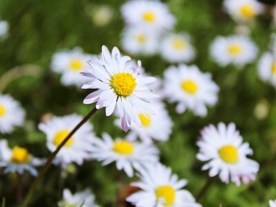 White spring nature