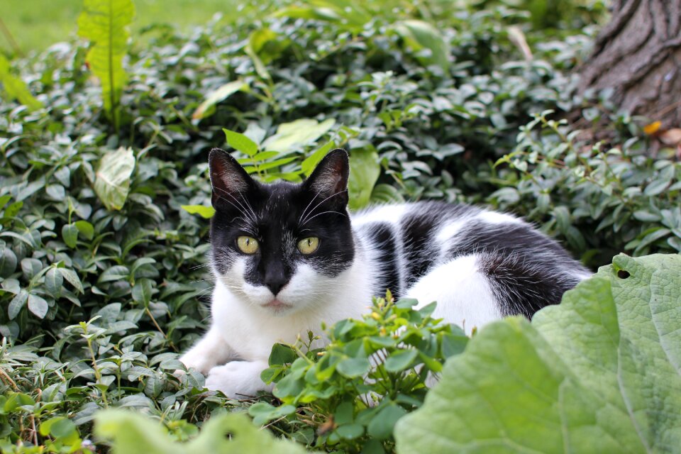 Garden bushes animal