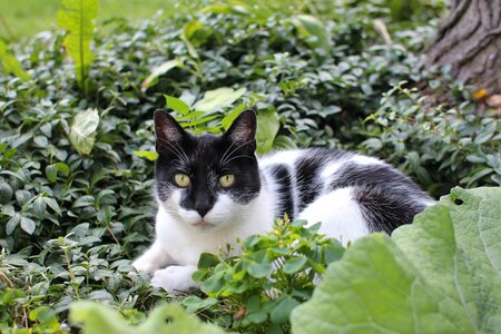 Garden bushes animal