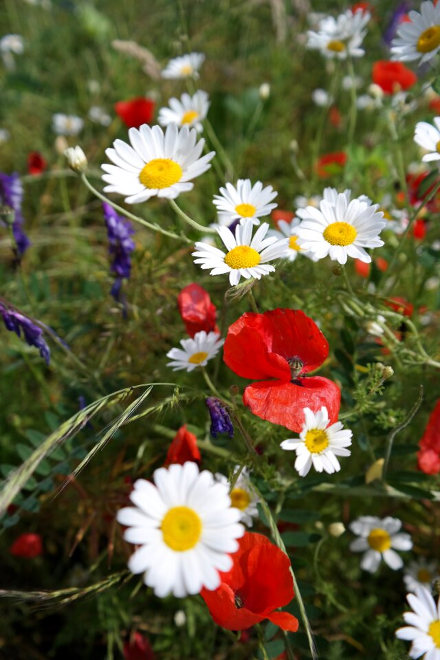 Flowers chamomile poppy spring
