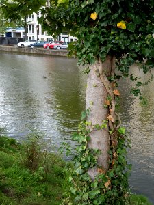 Free photo of Amsterdam: picture of a crawling ivy in the young tree, along the canal Nieuwe Herengracht photo