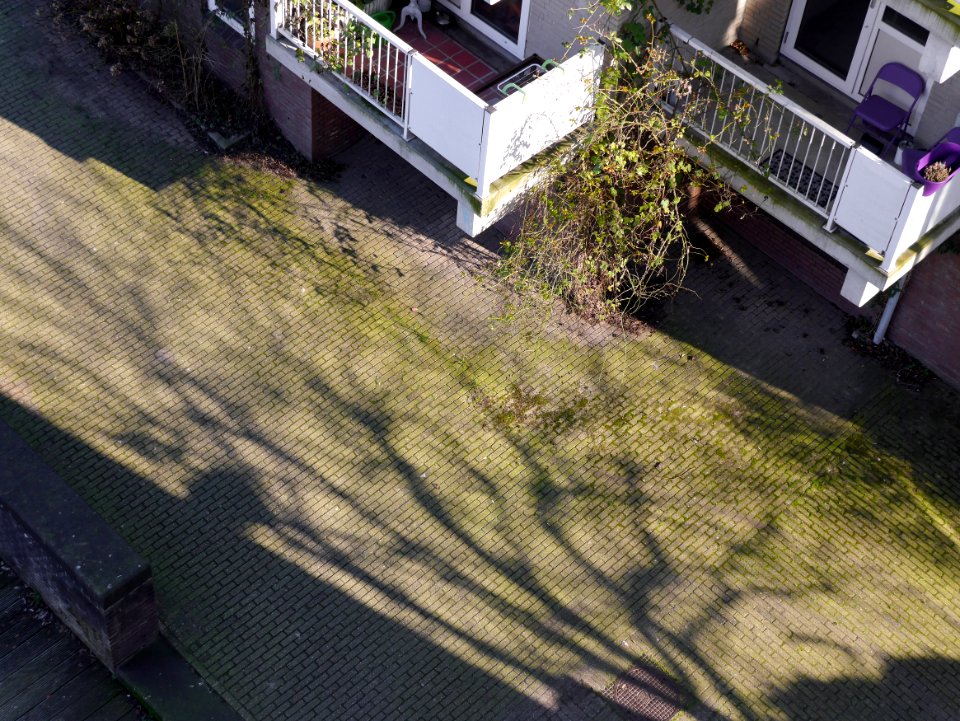 Shadows and shades of branches; free photo Amsterdam by Heijnsbroek