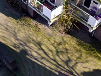 Shadows and shades of branches; free photo Amsterdam by Heijnsbroek