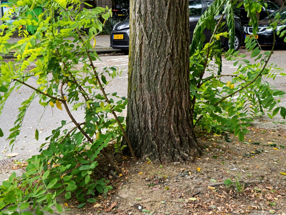 Young fresh outhgrow from the bottom and roots of an older urban tree