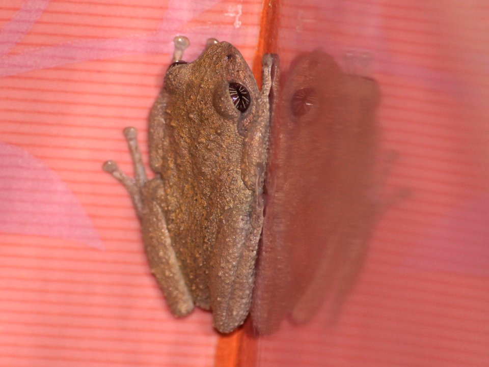 Raorchestes signatus