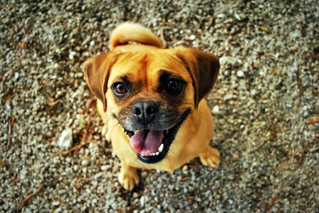 Smiling pet happy dog photo