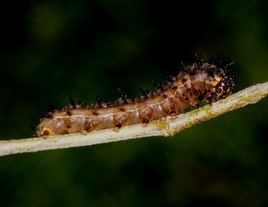Yellow pansy (Junonia hierta) Larva