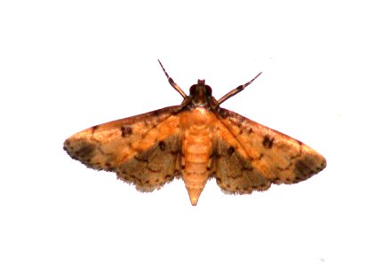 Syllepte pallidinotalis, Crambidae