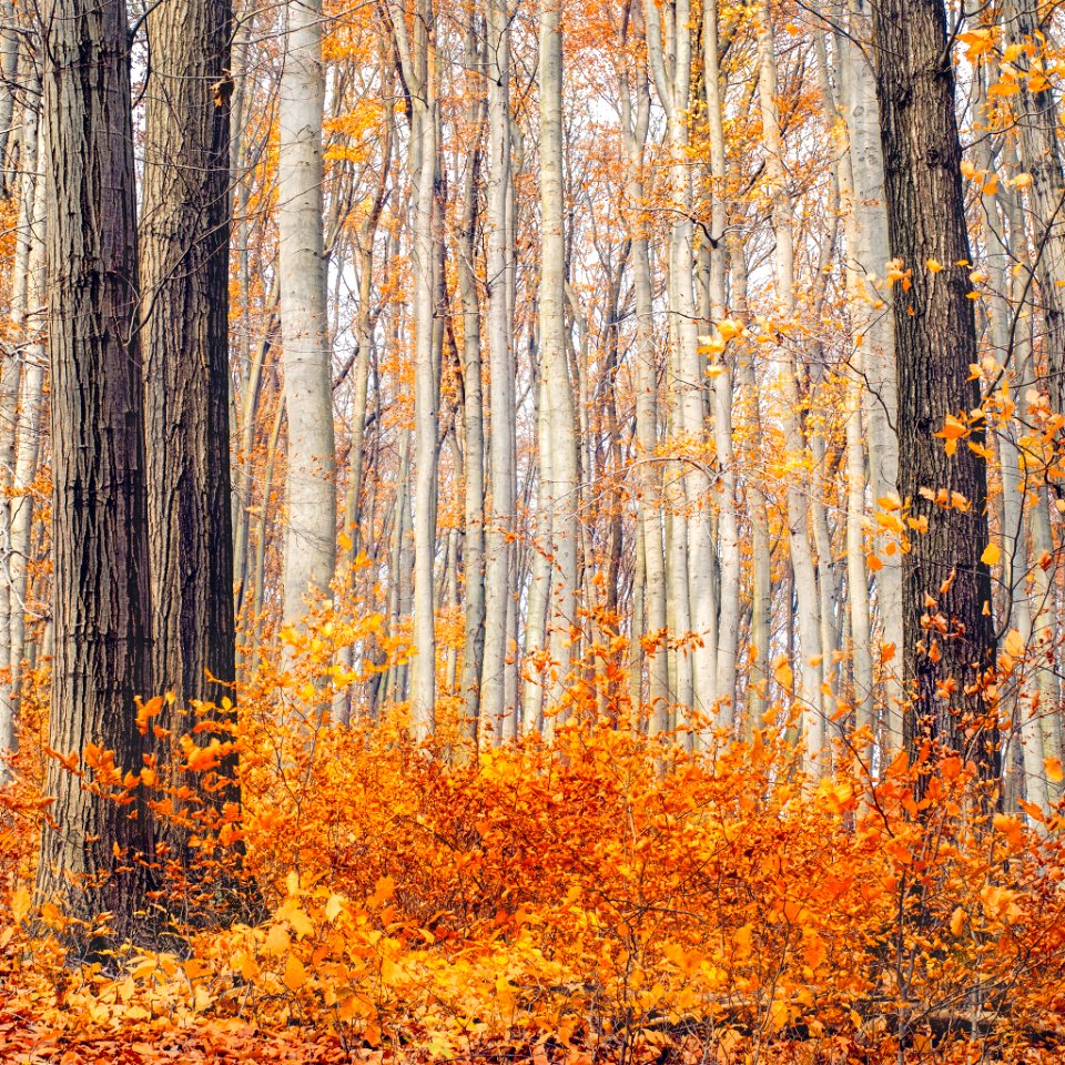Autumn on fire.