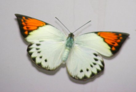 Great Orange-tip (Hebomoia glaucippe ) female