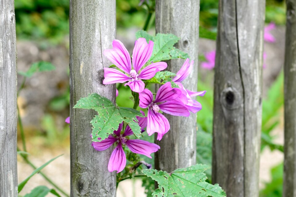 Flower blossom bloom