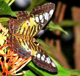 Clipper Parthenos sylvia photo