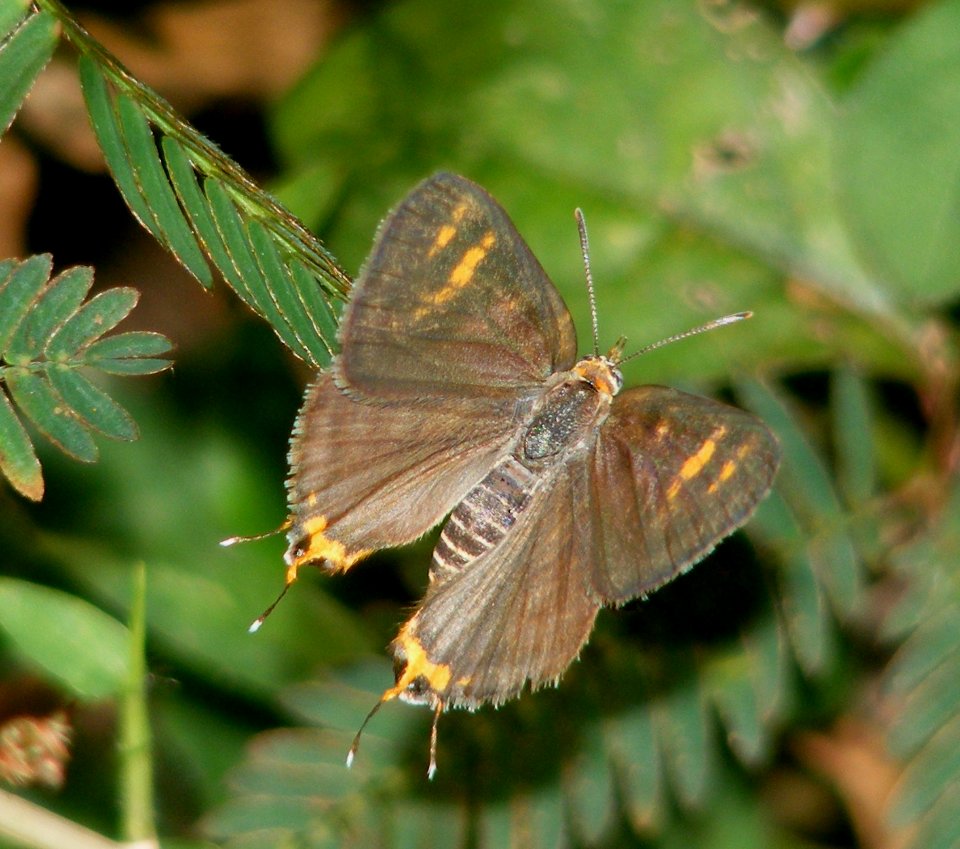 Common Silverline Spindasis vulcanus