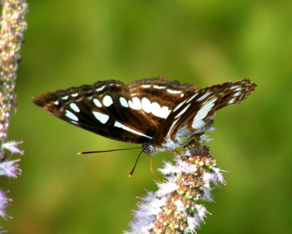 Chestnut-Streaked Sailer  Neptis jumbah