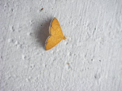 Hyalobathra sp., Crambidae, Pyraustinae