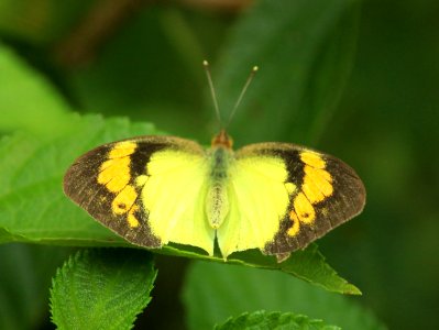 Ixias pyrene Linnaeus, 1764 – Yellow Orange-tip