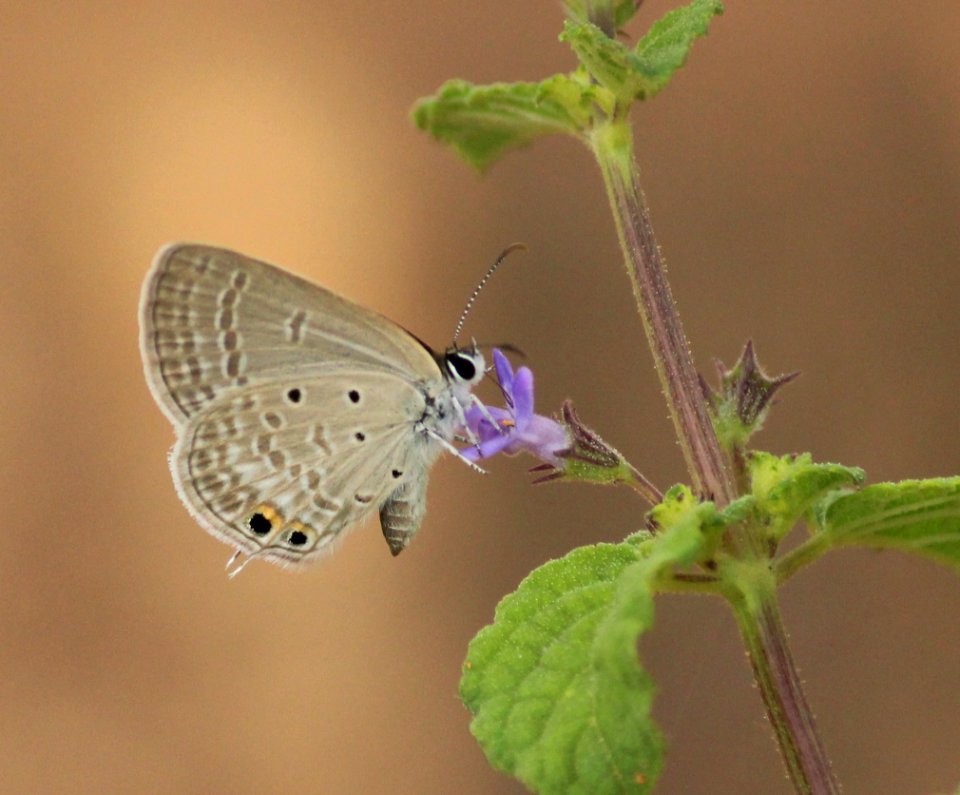 Euchrysops cnejus (Fabricius, 1798) – Gram Blue