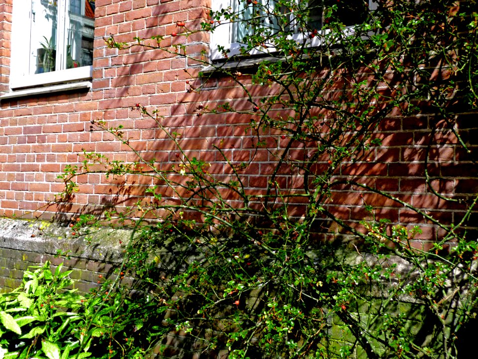 2013.04 - 'A picture of urban nature still life', shrubs full of early leaves in sunlight of Spring on a brick wall, in the street HoogteKadijk, Amsterdam city; photo urban photography Fons Heijnsbroek