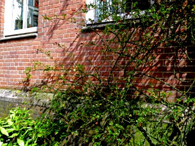 2013.04 - 'A picture of urban nature still life', shrubs full of early leaves in sunlight of Spring on a brick wall, in the street HoogteKadijk, Amsterdam city; photo urban photography Fons Heijnsbroek