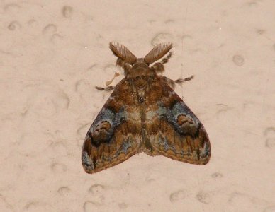 ID please