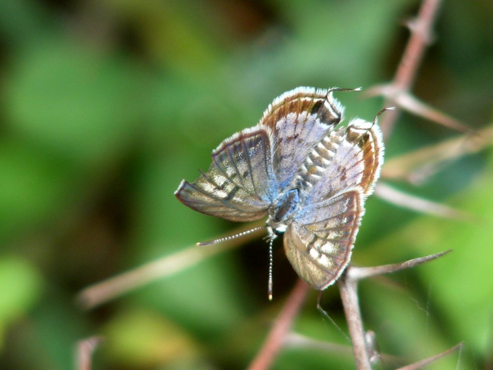 Striped Pierrot (Rounded Pierrot) female