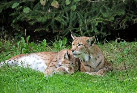 Together sweet rest