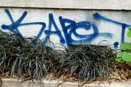 2011.05 - 'Photo of a single graffiti written tag on a stone house-facade wall', with green vegetation, street Roeterstraat; geotag free urban picture, in public domain / Commons CCO; city photography by Fons Heijnsbroek, The Netherlands photo
