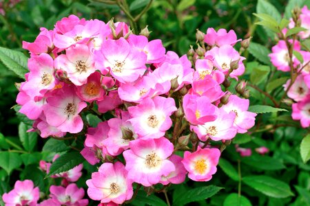 Rose flower blossom