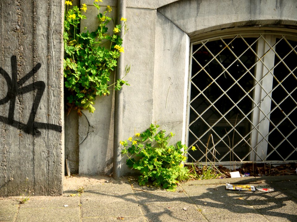 2015.04 - Amsterdam photo, Dutch architecture - Basement window in a house-facade in the street Plantage Middenlaan, near Artis Zoo; a geotagged free urban picture, in public domain / Commons CCO; city photography by Fons Heijnsbroek, The Netherlands photo