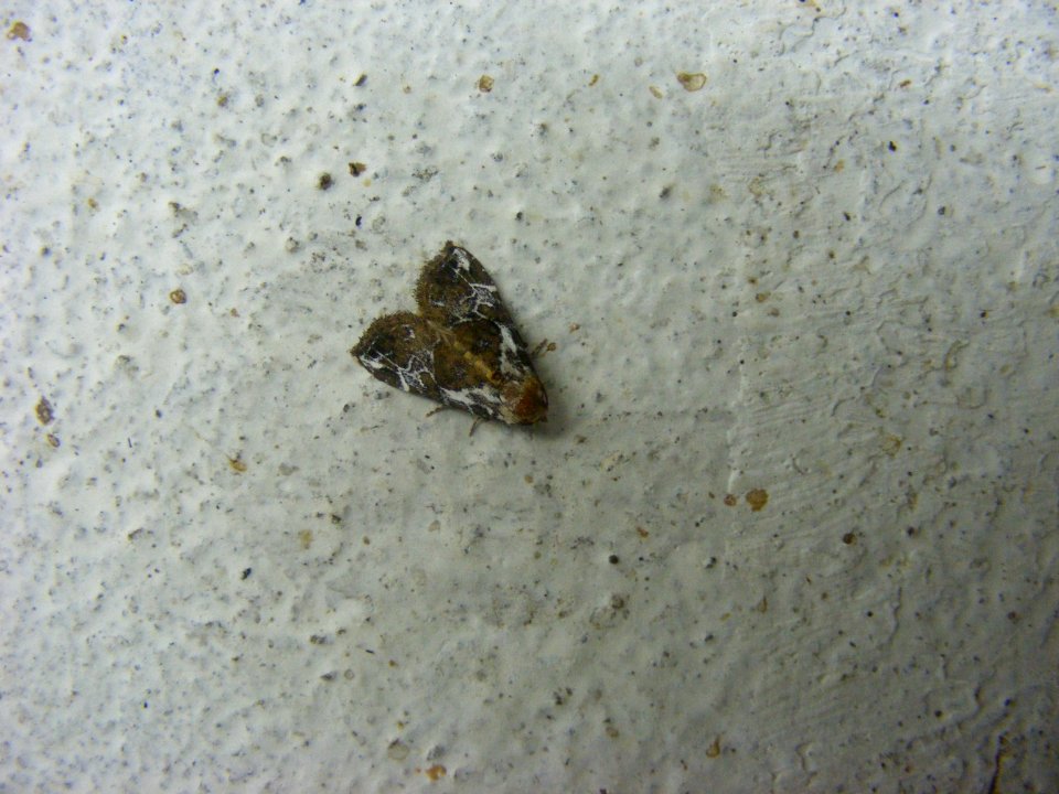 Chorsia albiscripta, Noctuidae/Erebidae, Catocalinae