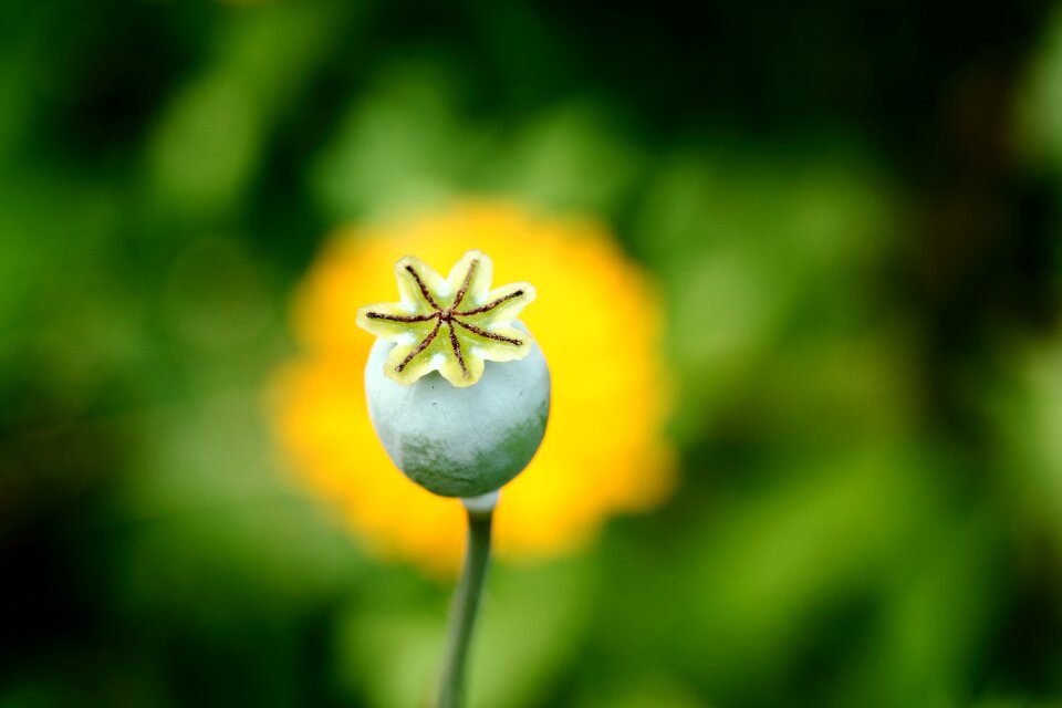 Poppyhead detail garden
