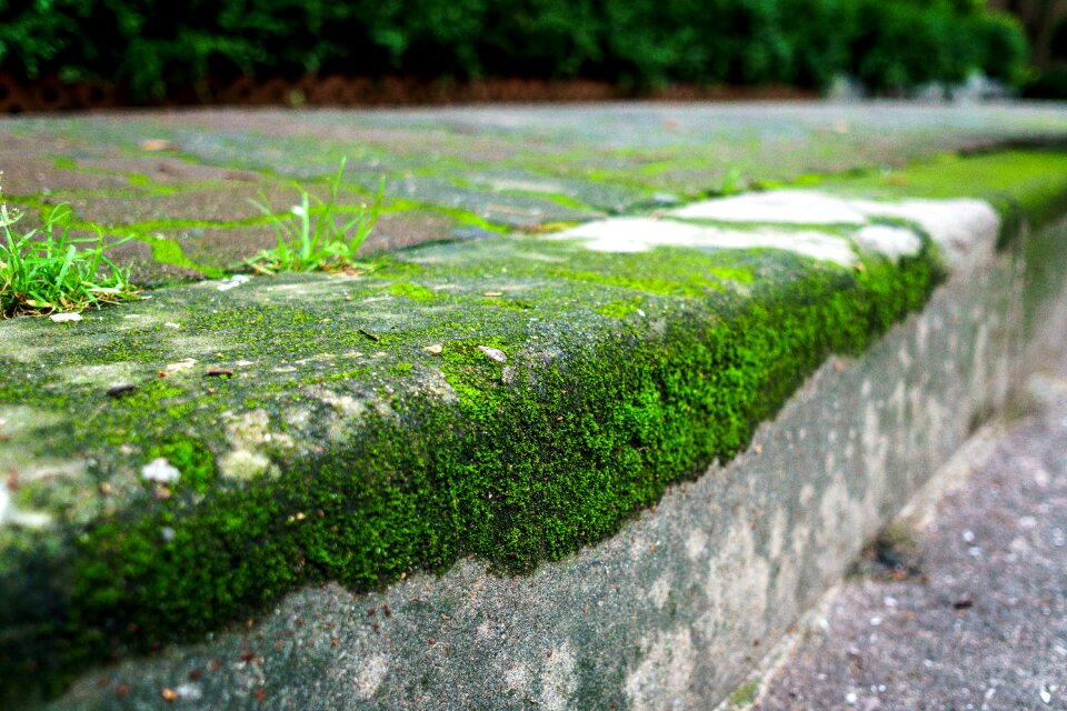 Grass sidewalk nature photo