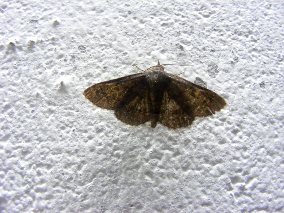 Noctuidae, Catocalinae