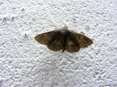Noctuidae, Catocalinae