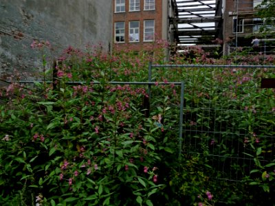 2015.08 - Amsterdam photo of urban Nature in Summer; flowering vegetation in the heart of the city photo