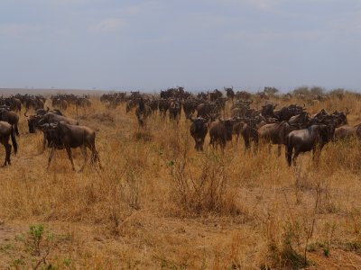 Wildebeests