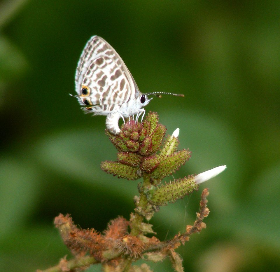 Zebra Blue Tarucus plinius