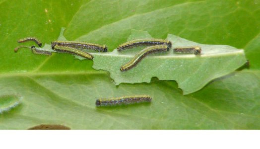 Pioneer Belenois aurota Larva photo