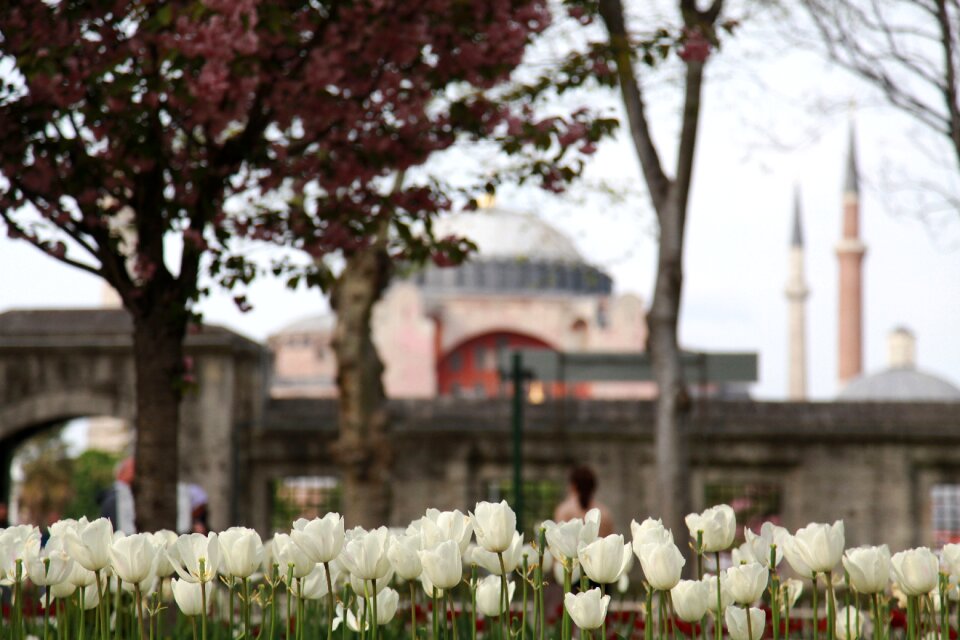 Floral blossom bloom
