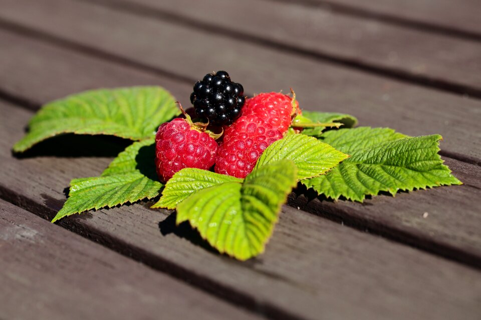 Blackberry foliage table