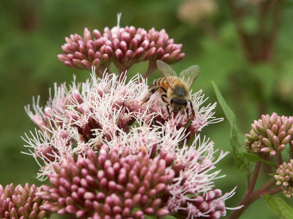 Flower nature insects
