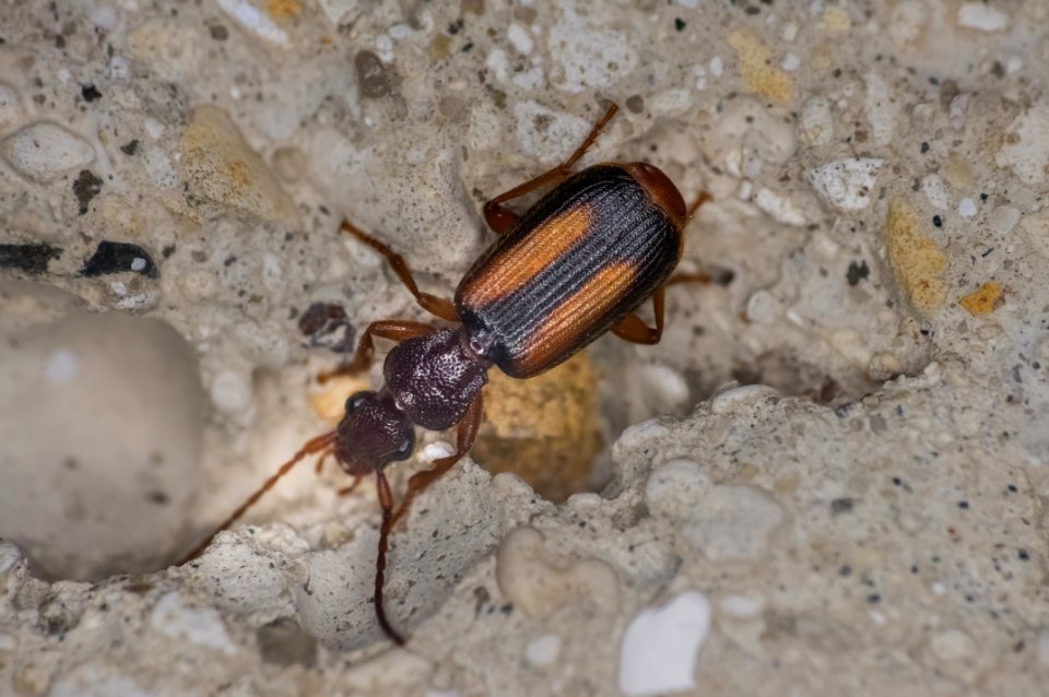 Polistichus connexus (Fourcroy, 1785)