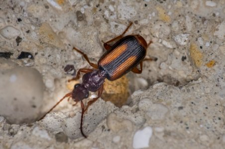 Polistichus connexus (Fourcroy, 1785)