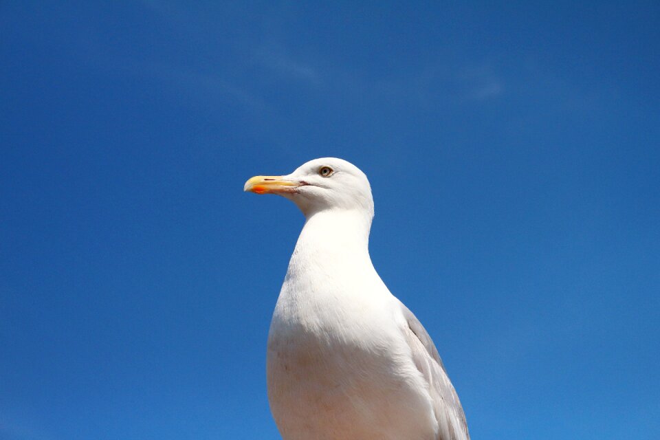 White feather wildlife