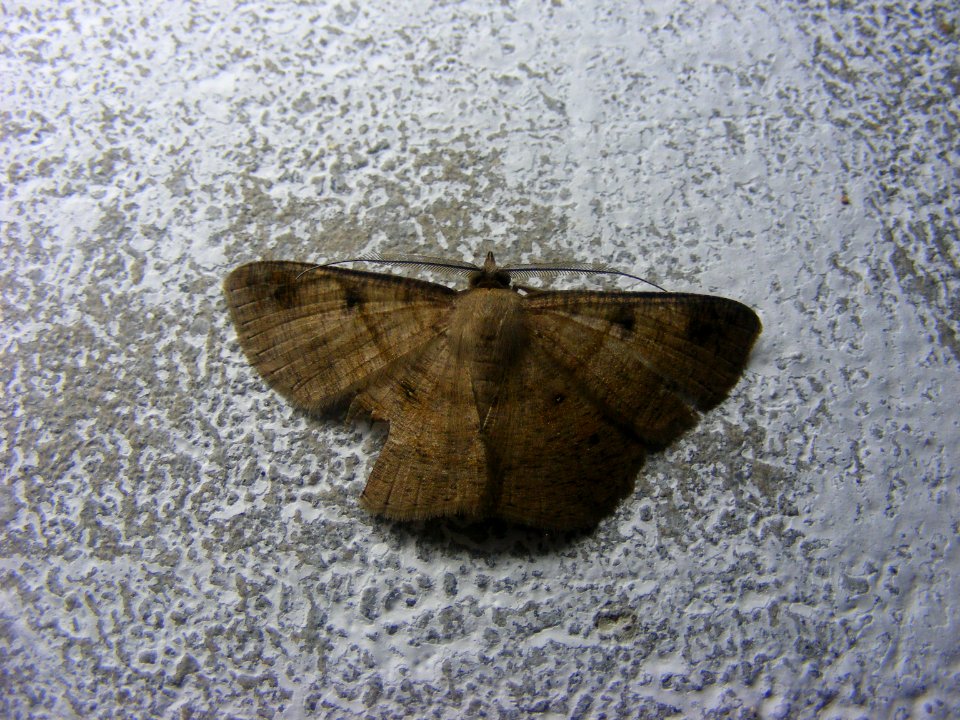 Petelia sp., Geometridae, Ennominae.