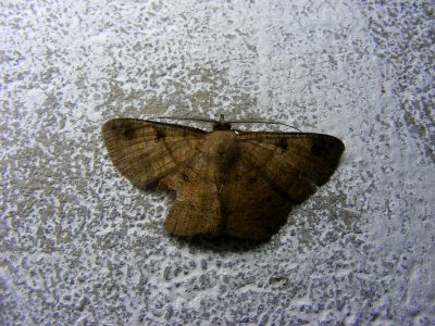 Petelia sp., Geometridae, Ennominae.