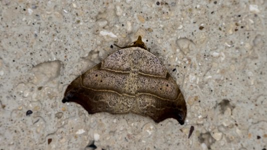 Laspeyria flexula (Denis & Schiffermüller, 1775)