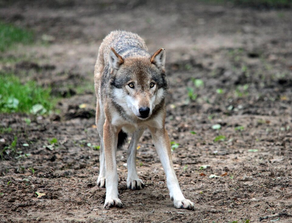 Zoo wild animal predator